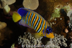 A Royal Angelfish majestically swims the coral reefs of t... by David Gilchrist 